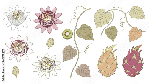 Vibrant Botanical Set Element Species Illustration with Flowers Leaves Stems Hops in Studio Composition