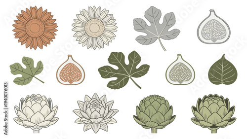 Set of 12 Botanical Illustrations Featuring Floral Leaf Fruit Plant Elements in a Harmonious Grid Design