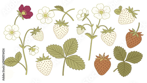 Illustration of various botanical floral species including strawberries and leaves in different stages of growth and ripeness