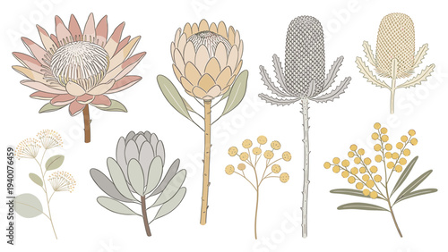 Collection of Stylized Botanical Illustrations Featuring Protea, Lotus, Cattail, Jasmine, Aloe Vera, Goldenrod, and Echeveria Arranged on Two Rows for Design Use