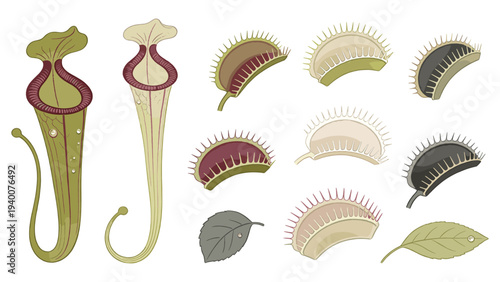 Detailed botanical illustration of various floral species including pitcher plants and leaves in a scientific study