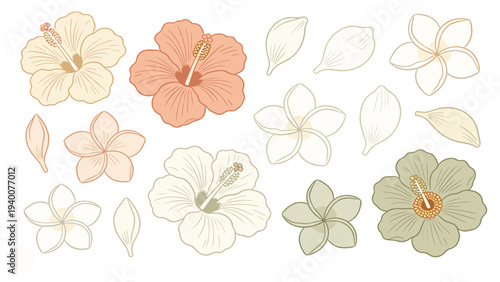 Set element botanical floral species of various flowers and leaves illustrated in a clean and simple style