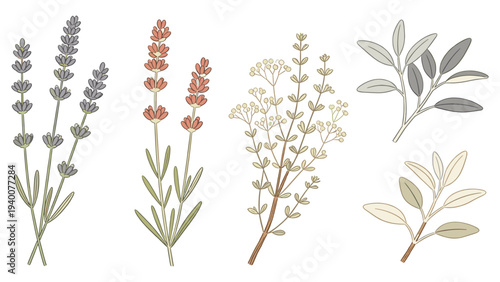 Set element botanical floral species illustration of various flowers and leaves in a digital art style