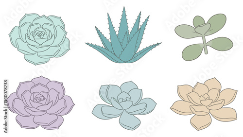 Set of botanical floral species illustrations including succulents and aloe vera in various colors and styles, vector graphics.