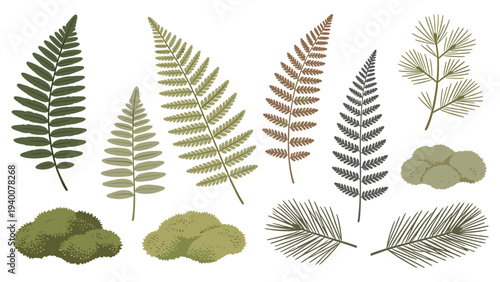Set element botanical floral species of various ferns and leaves illustrated in a collection