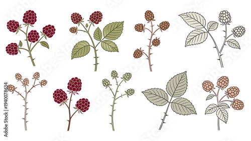 Set element botanical floral species collection of various leaves and berries in different styles eps file