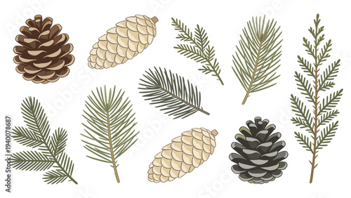 Set element botanical floral species of various pine cones and branches illustrated in a detailed vector art style