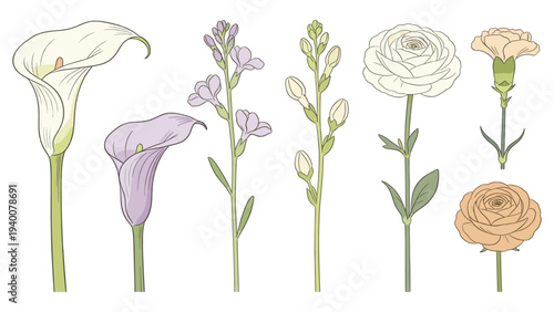 Set element botanical floral species illustration of various flowers in different stages of bloom