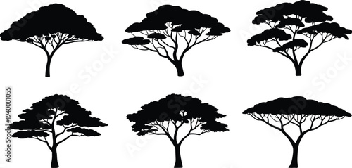 Set of African acacia tree silhouettes isolated on white background, savanna canopy shapes collection, botanical nature illustration for landscape design, vector clipart pack