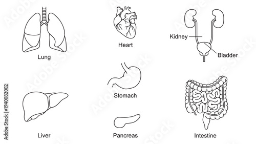 Human anatomy icons showing lungs, heart, kidneys, bladder, liver, stomach, pancreas, and intestines in a simple outline style.
