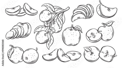 Apples hand drawn set with whole fruits, sliced pieces, and a branch with leaves and a flower featuring apple slices, fruit, food with healthy and
