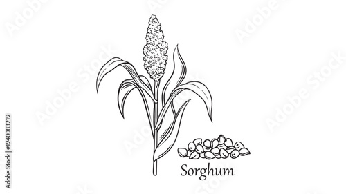 Sorghum plant and seeds illustration in a simple black and white line drawing style. featuring grain, cereal, stalk with leaves and seed head