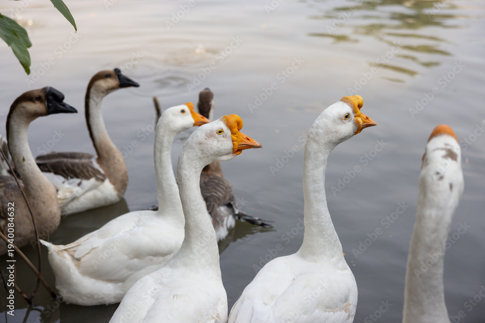 Fototapeta premium White geese stand calmly near water's edge