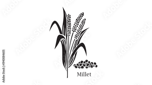 Millet grain stalks and seeds, illustrated in a simple black and white graphic style for design. featuring cereal, seed, plant with stalk and