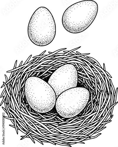 Bird Nest with Eggs Detailed Line White Background nature wildlife