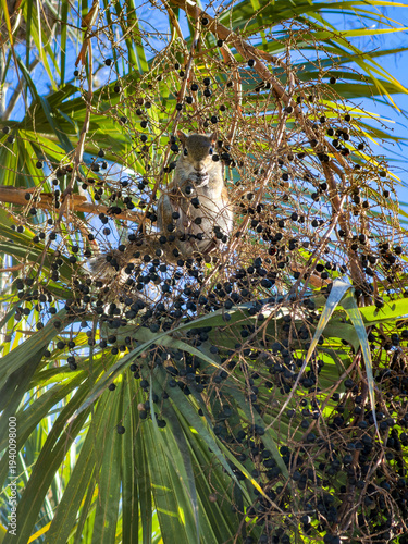Gray Squirrel Eating Berries in Florida Sabal Palm Tree