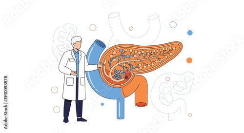 Doctor Examining Pancreas Anatomy Illustration