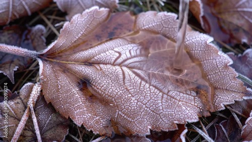 Close up of a frosty leaf on the ground in winter.
