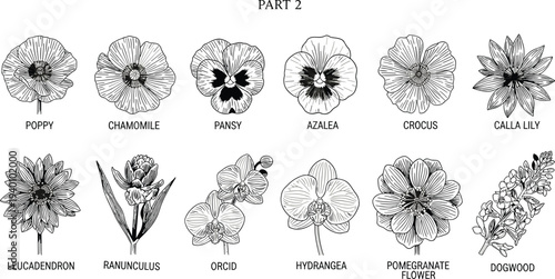 Botanical Flower Collection Part 2, Poppy Chamomile Pansy Azalea Crocus Calla Lily Leucadendron Ranunculus Orchid Hydrangea Pomegranate Dogwood, CAD Drawing, Flat Vector