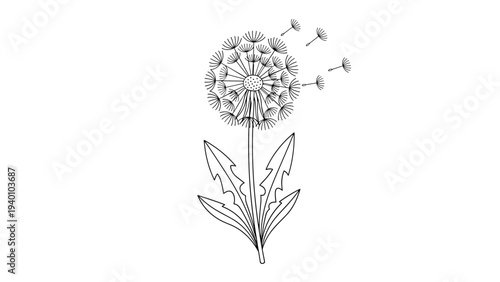 Beautiful black and white line art of a dandelion flower with its delicate seeds being blown away by the wind on a white background.