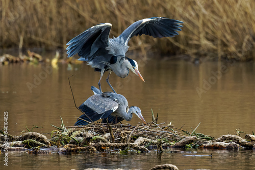 Bilde på lerret Graureiher (Ardea cinerea)