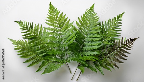 Green Fern Leaves Isolated On A Transparent Background Plant Foliage