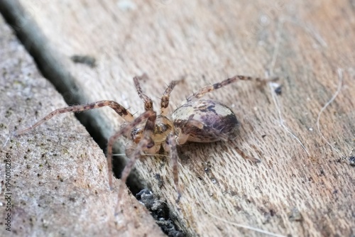 Принти на полотні Closeup on a Buzzing spider, Anyphaena accentuata sitting on wood in the garden