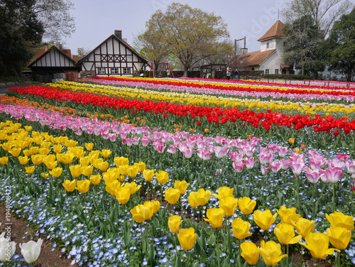 Fotografie Rainbow Colored Tulip Field at Okayama Forest Park, Japan