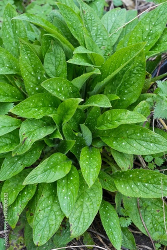 Bild auf Leinwand Closeup on emerging fresh green leaves of the evergreen bugloss or green alkanet