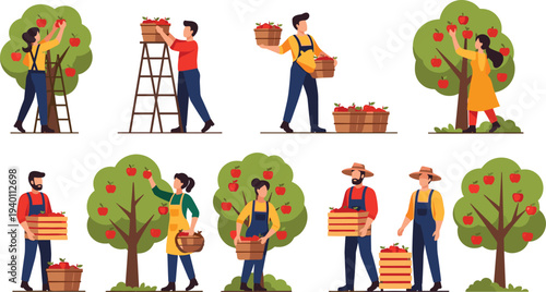 Apple Harvest Farmers Picking Apples from Tree Orchard Agriculture Work Vector Illustration Set