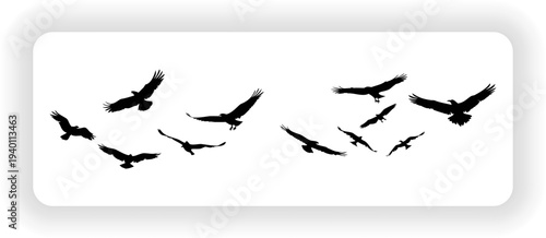 Black silhouette bird flying in the sky with wings spread vector illustration