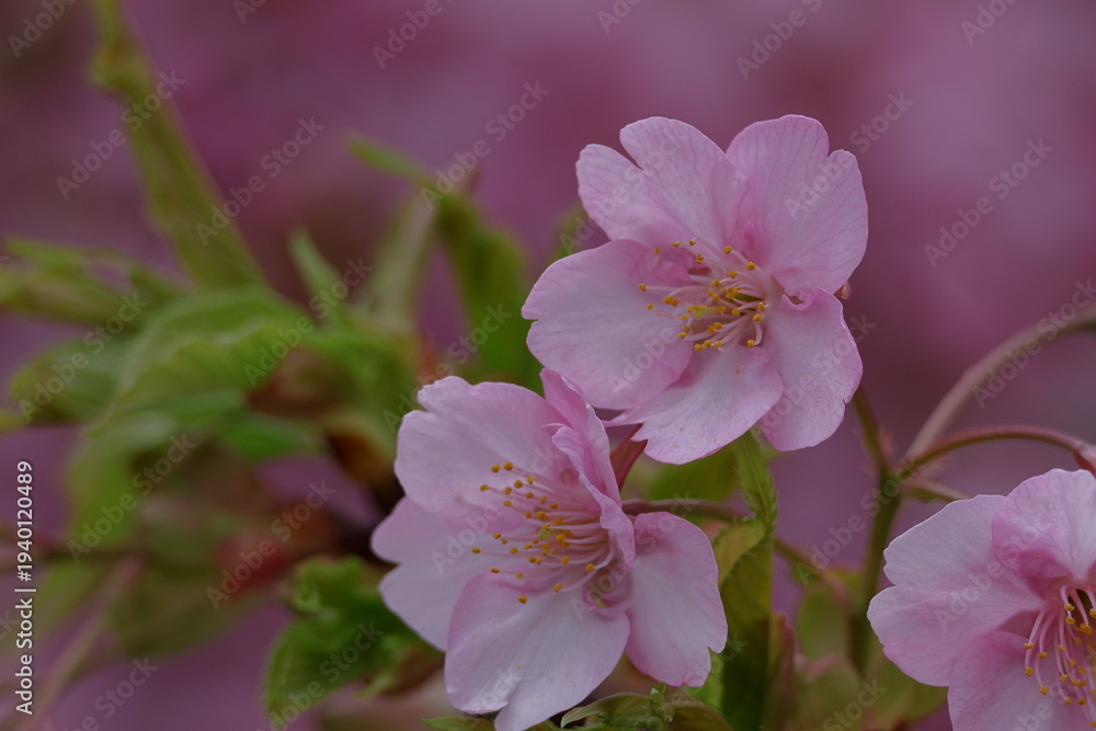Fototapeta premium 鮮やかなピンク色に咲く