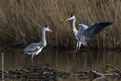 Foto Graureiher (Ardea cinerea)