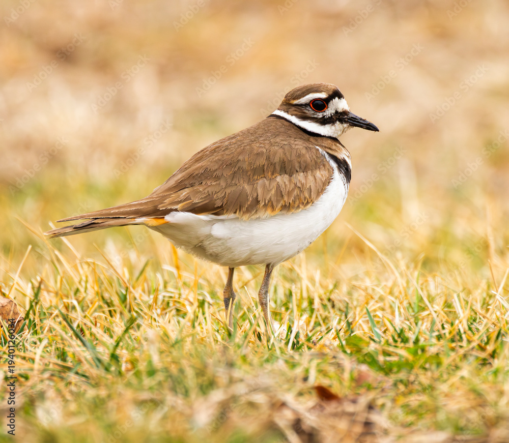 Fototapeta premium Killdeer (Charadrius vociferus) Closeup Resting in Green Grass