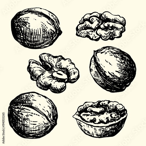 Hand-Drawn Sketch of Walnuts: Whole, Halves, and Kernels on a Creamy Background, Vintage Food Illustration