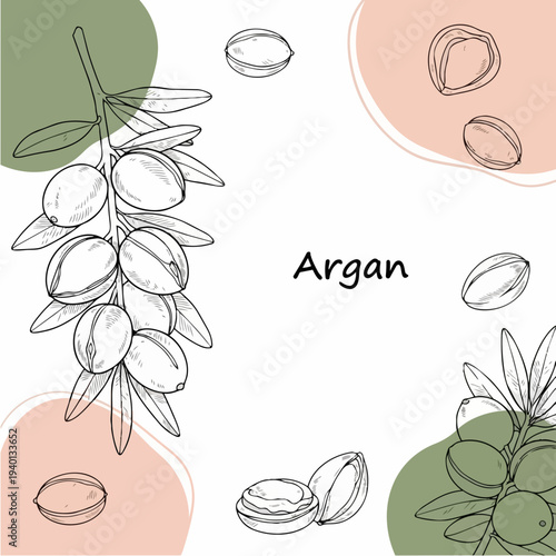 Argan Tree Branch with Fruits and Nuts Illustration.
