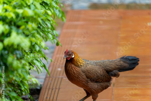 Close-up of a vibrant rooster with a bright red comb in a garden