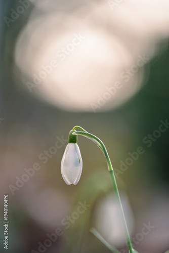 Schneeglöckchen mit Bokeh