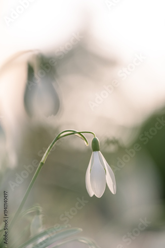 Schneeglöckchen mit Bokeh