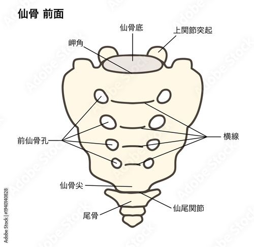 仙骨と尾骨の前面の解剖学的イラスト