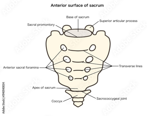 仙骨と尾骨の前面の解剖学的イラスト02