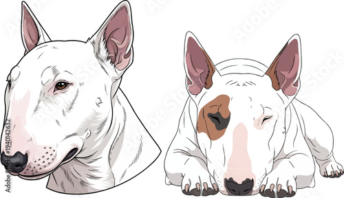 Bull Terrier lying down relaxed sleeping headshot portrait pose set