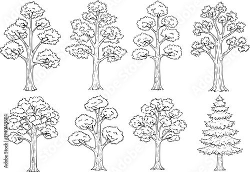 Collection of diverse hand drawn deciduous and coniferous trees with transparent background