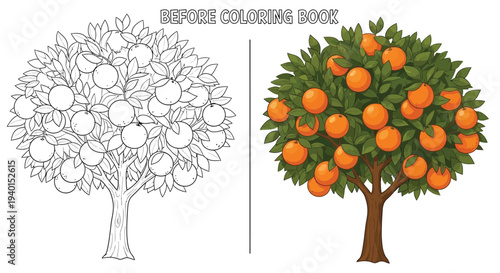 Cute orange tree coloring page for kids juicy citrus fruit tree outline illustration before and after coloring