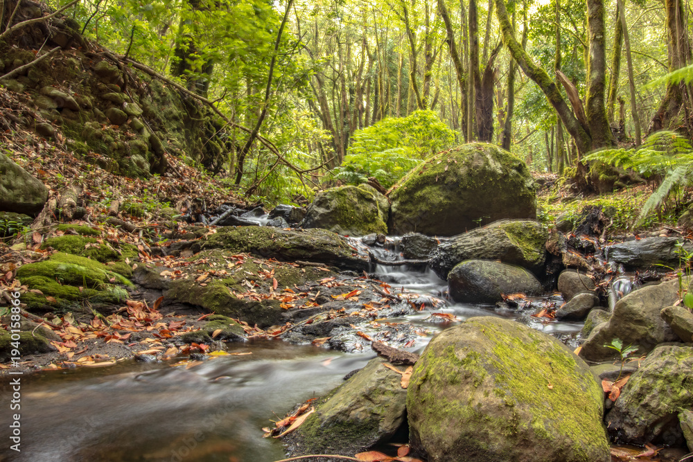 Obraz premium Vista amplia de un riachuelo atravesando el bosque de laurisilva, con grandes rocas volcánicas tapizadas de musgo y luz filtrada por el dosel arbóreo