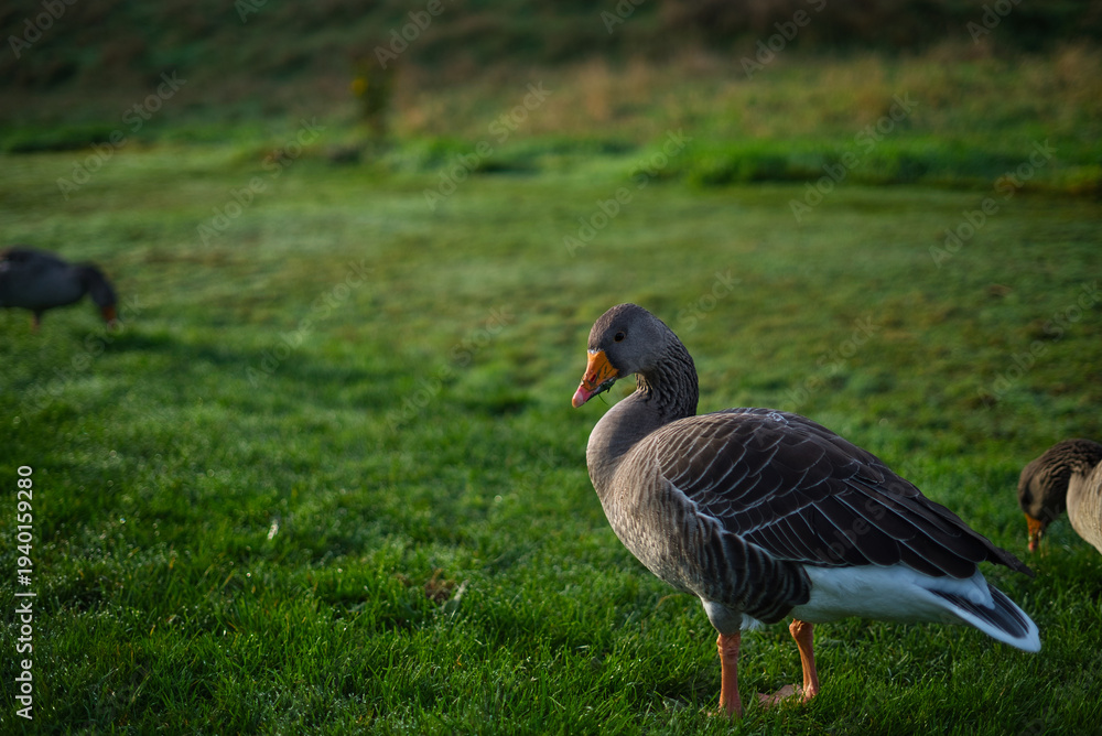 Obraz premium Greylag Goose in Mountains. A greylag goose in a mountain meadow landscape with sharp detail and beautiful natural setting. Perfect for wildlife, nature, and travel design projects highlighting birds 