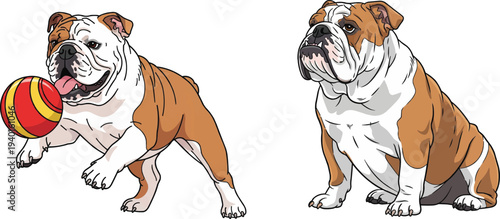 English Bulldog playing with ball sitting relaxed pose set