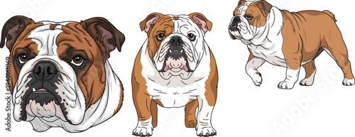 English Bulldog dog standing facing front portrait walking pose set