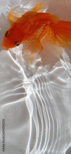 Quadro su tela Golden fish swimming in clear water with soft natural light and large copy space for text