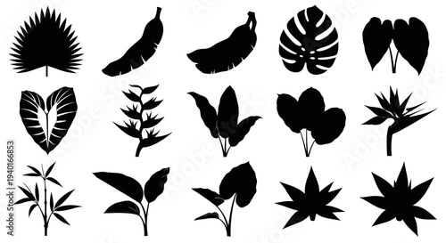 Exotic Tropical Plant Leaves and Botanical Foliage Illustration Set